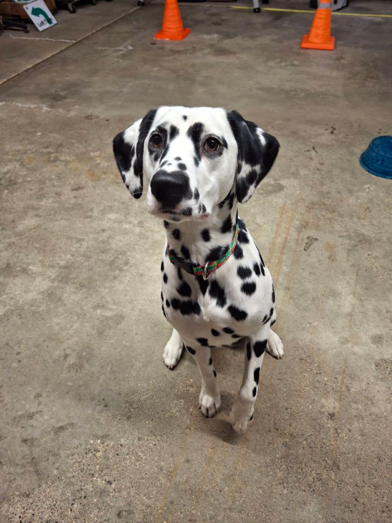 20241211_1812001520305075593933309